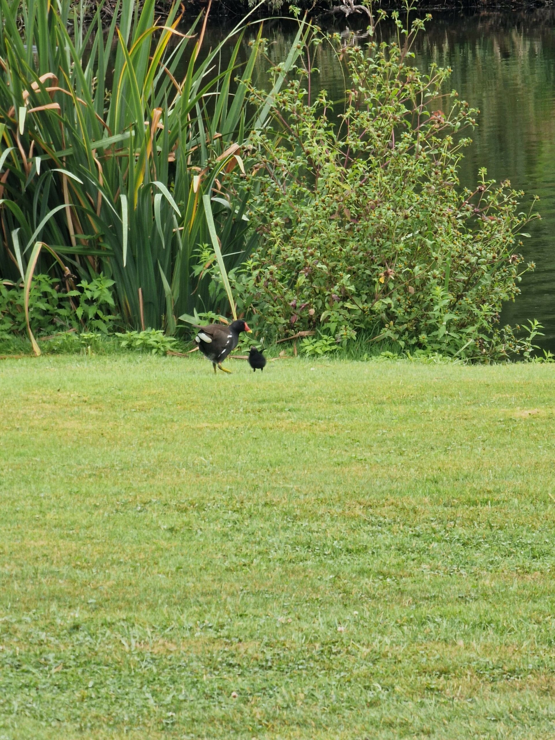 Faune