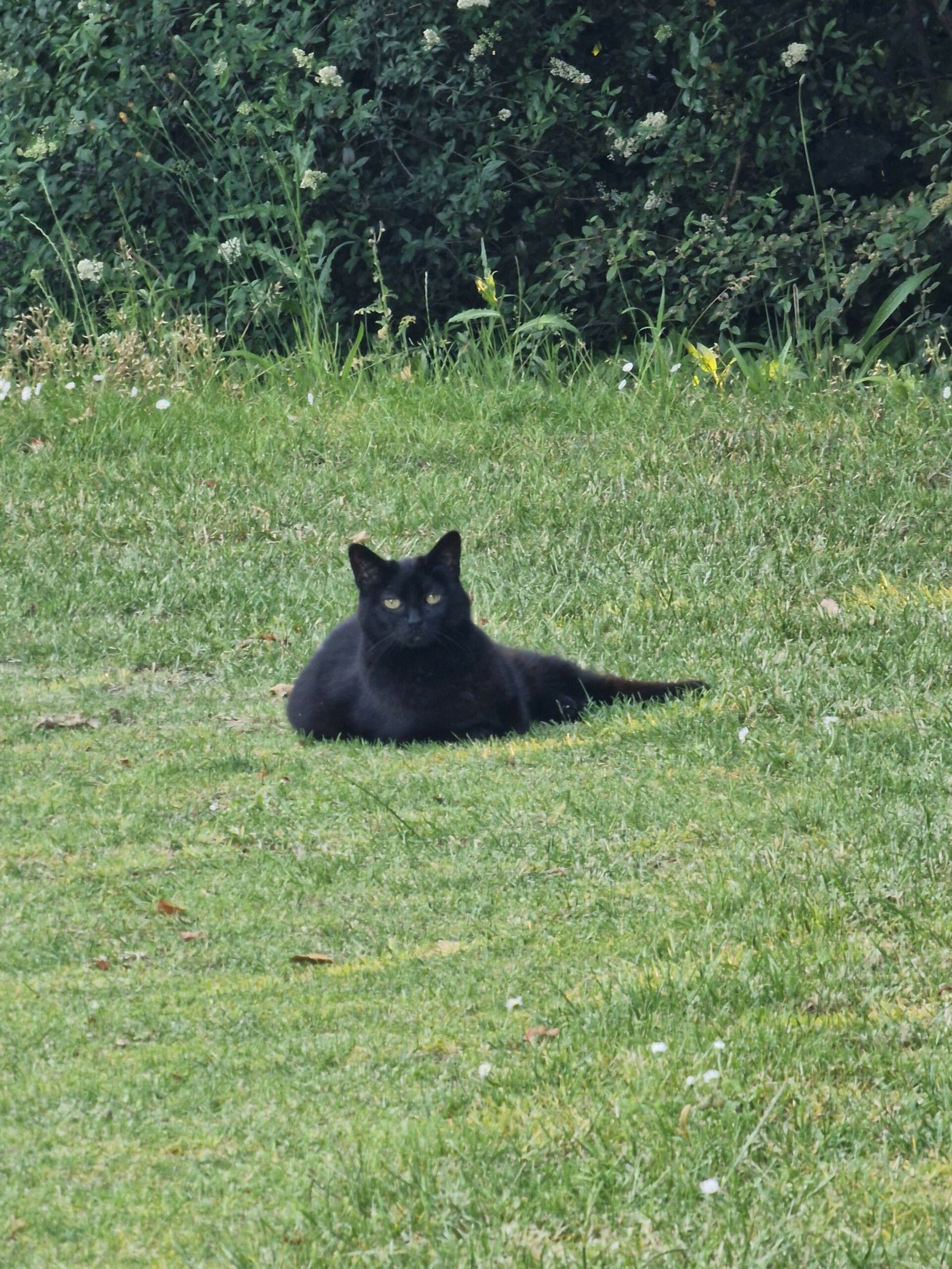 Faune