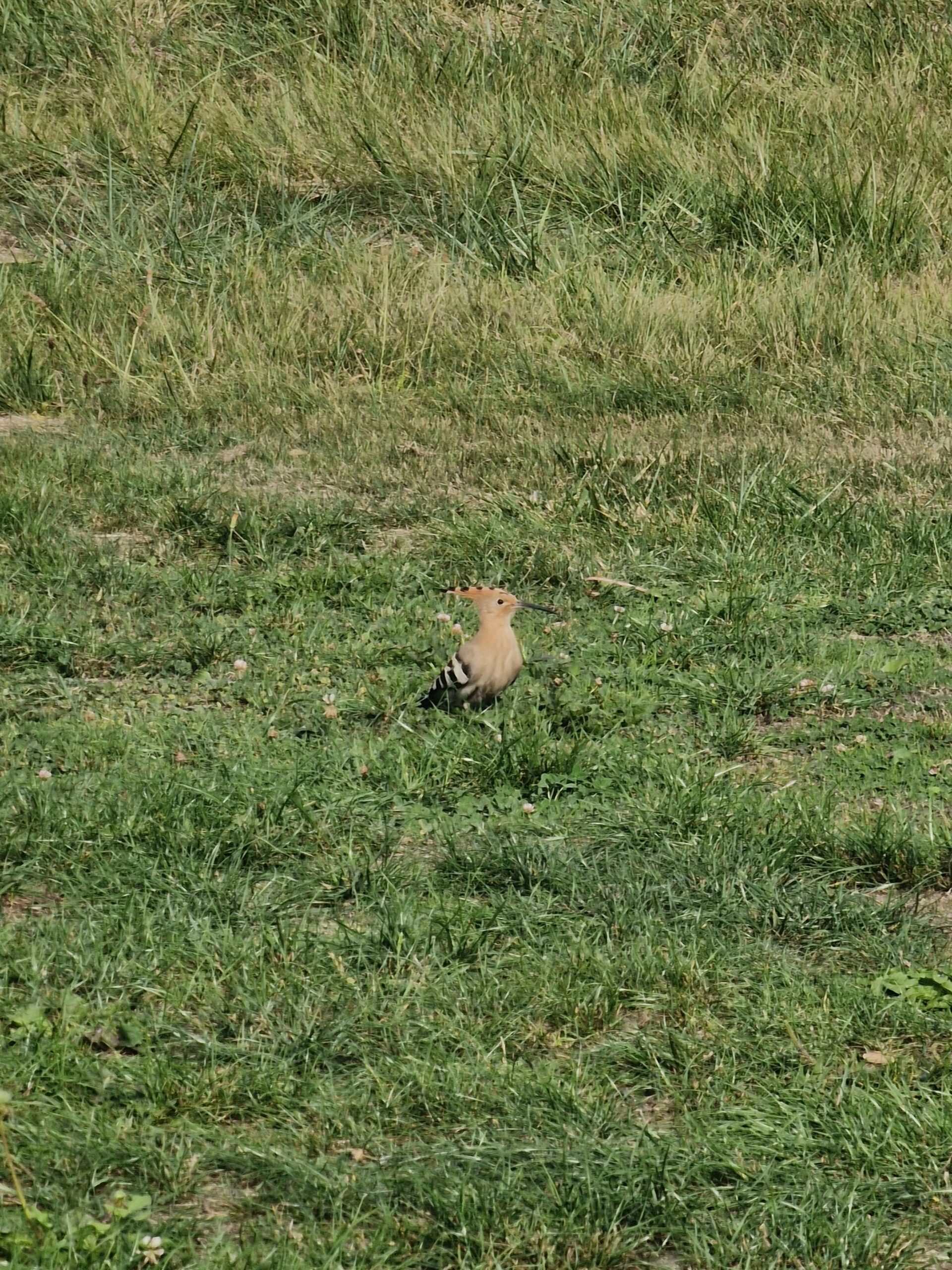 Faune