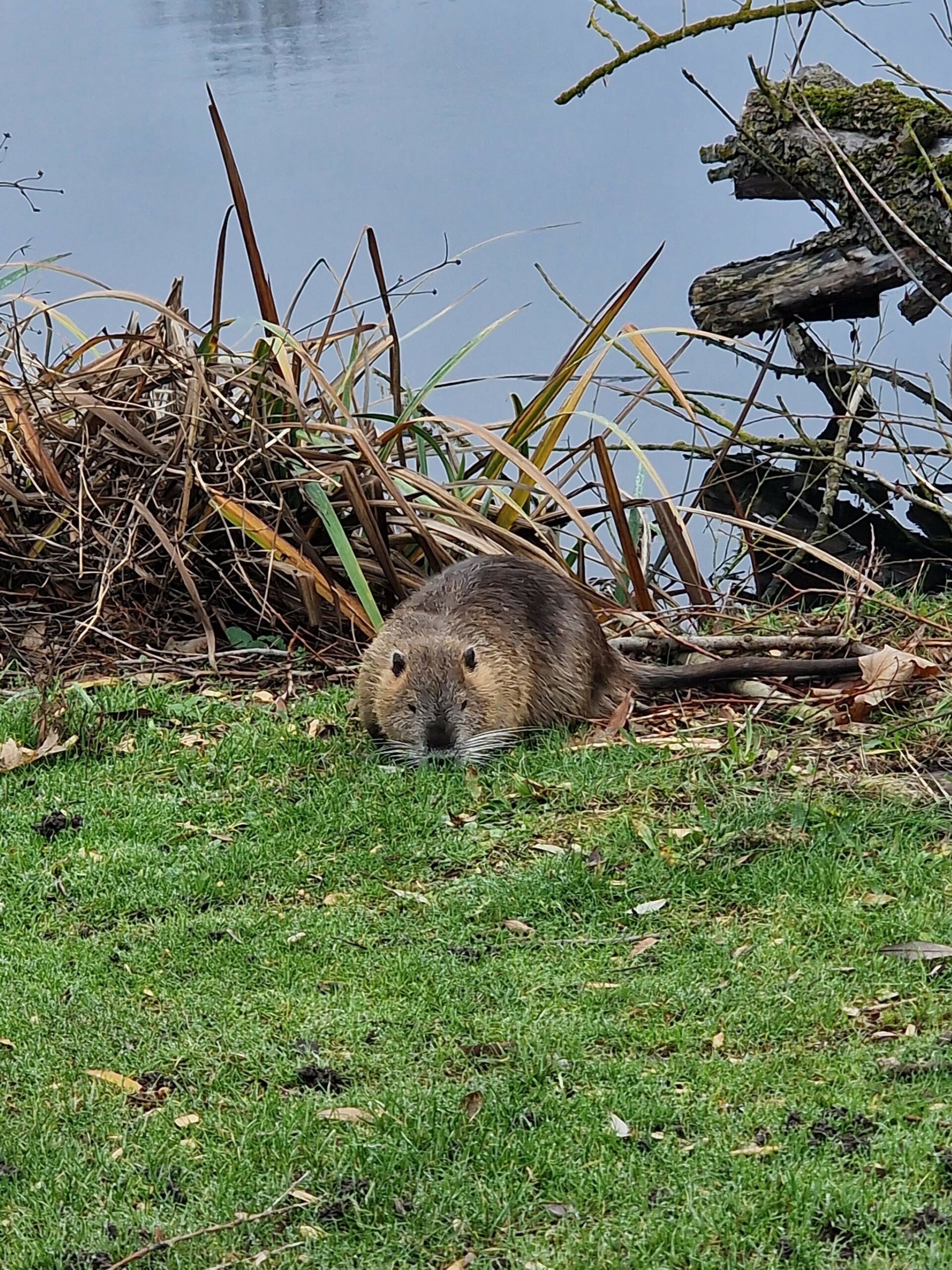 Faune