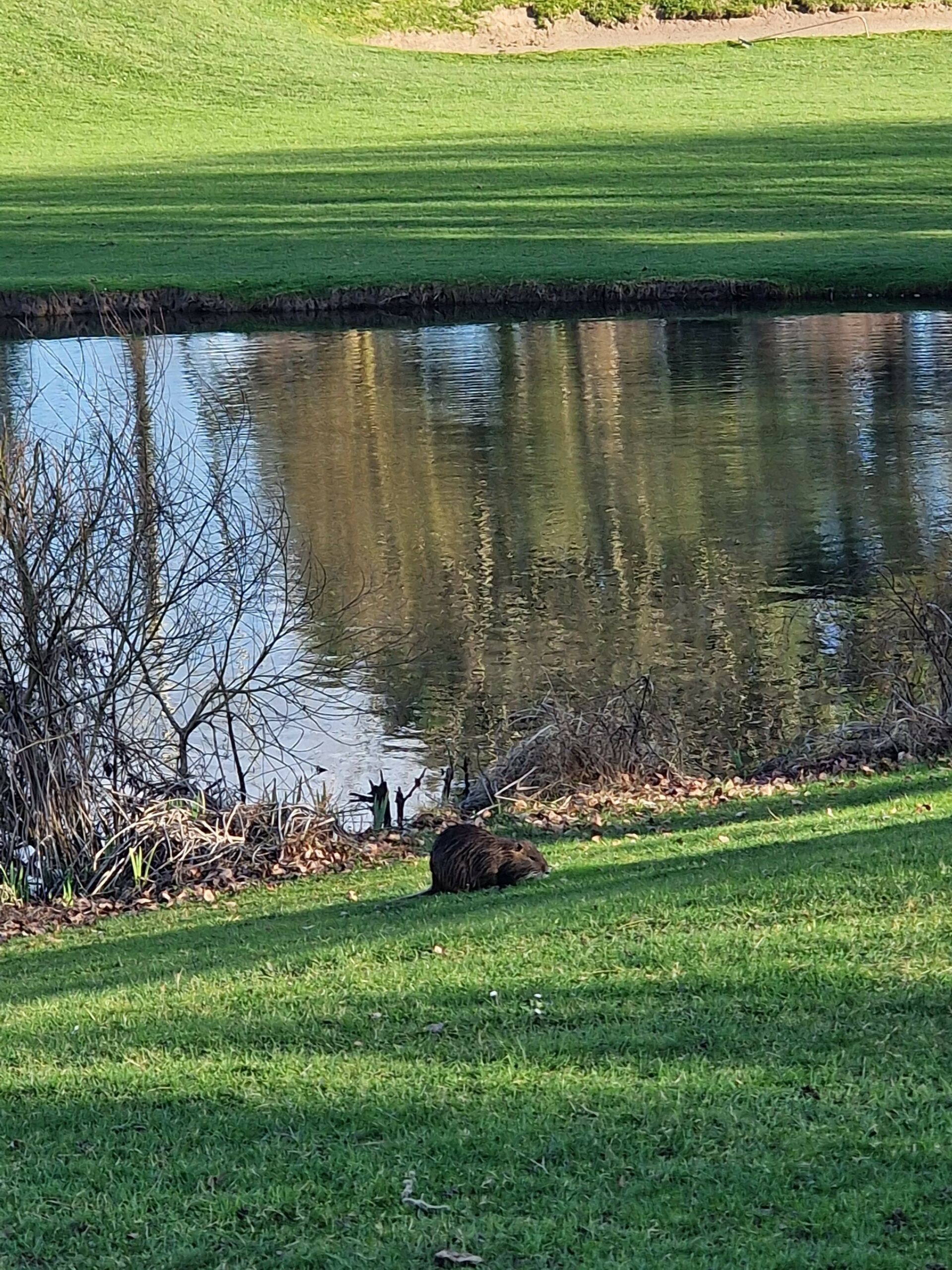 Faune