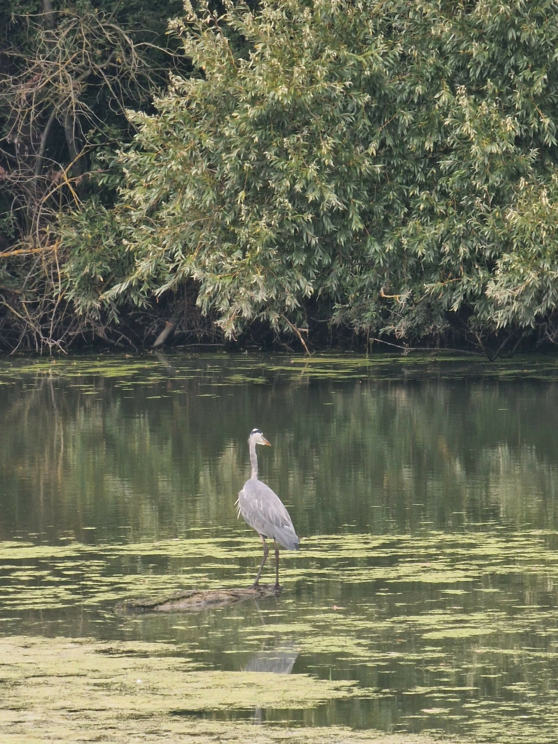 Faune