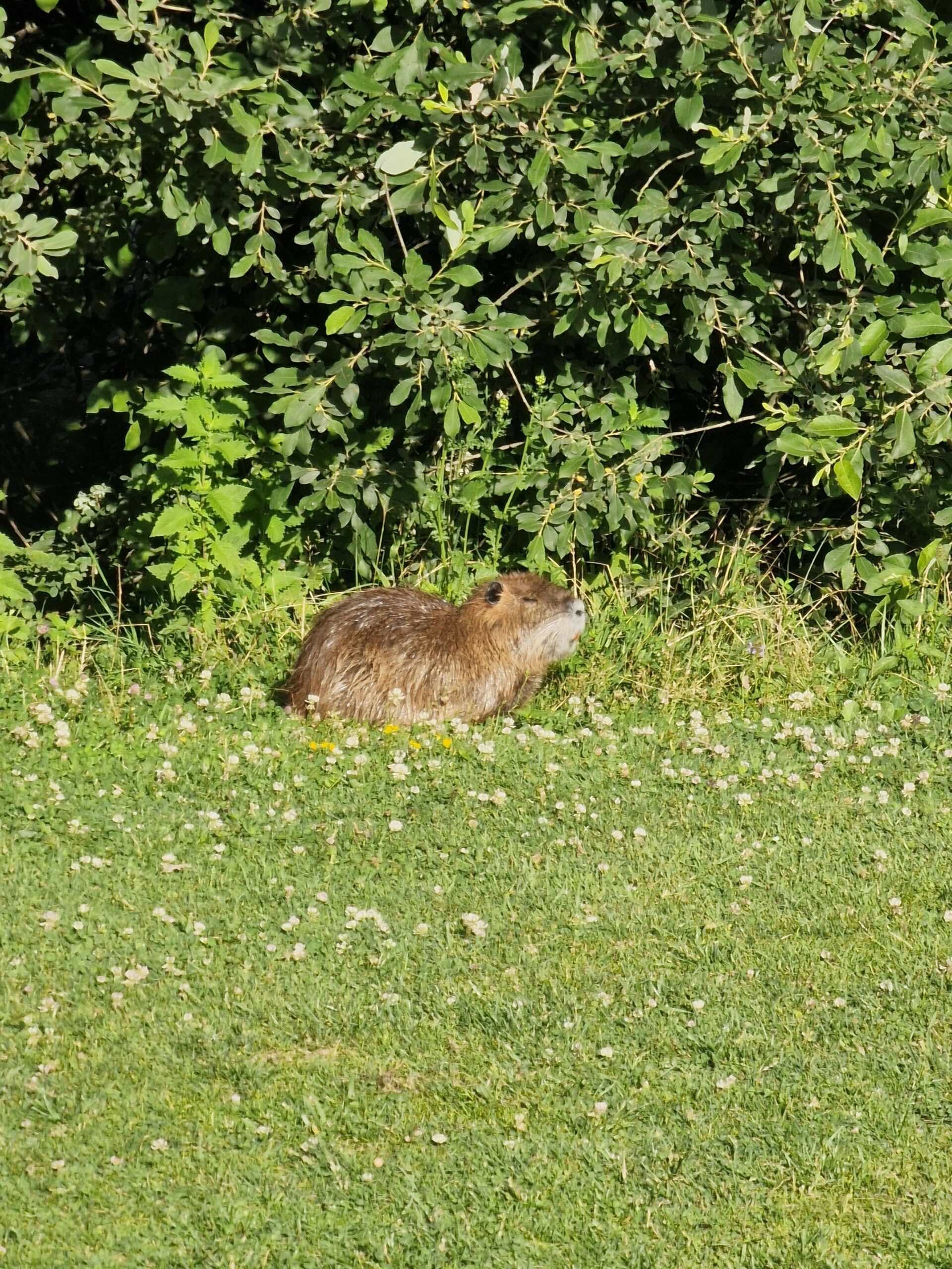 Faune